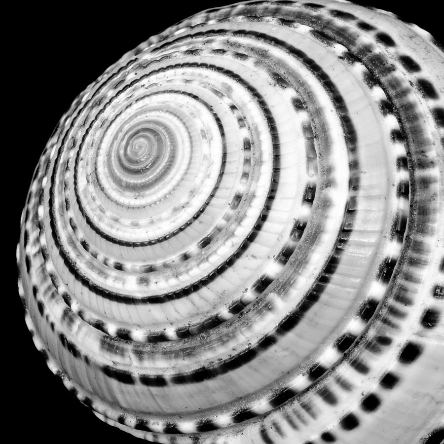 Spiral sea shell Photograph by Jim Hughes