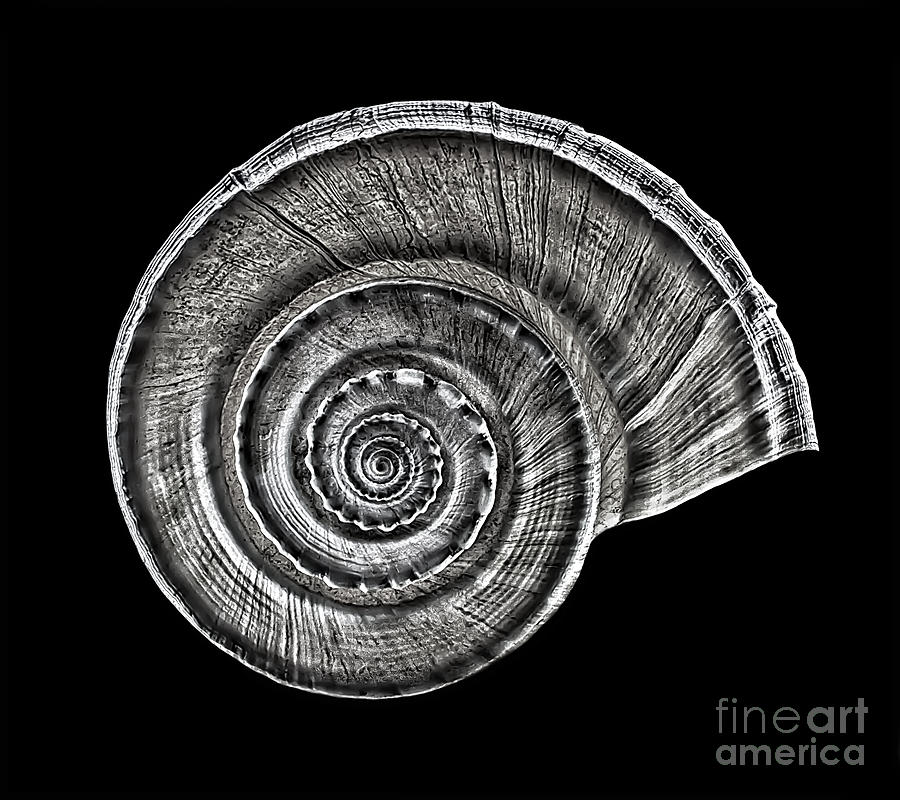 Spiral Sea Shell Photograph By Walt Foegelle Fine Art America