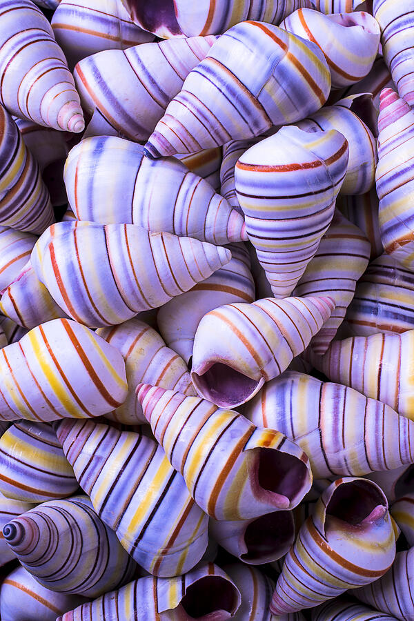 Spiral Sea Shells Photograph by Garry Gay