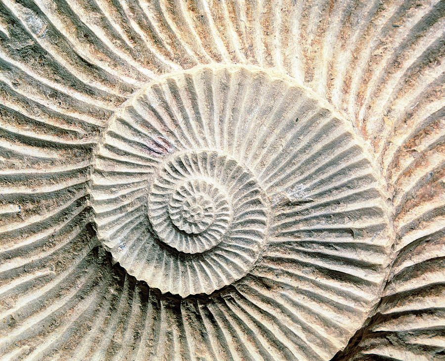 Spiral Shape Of A Fossilised Ammonite Shell by Martin Bond/science Photo  Library