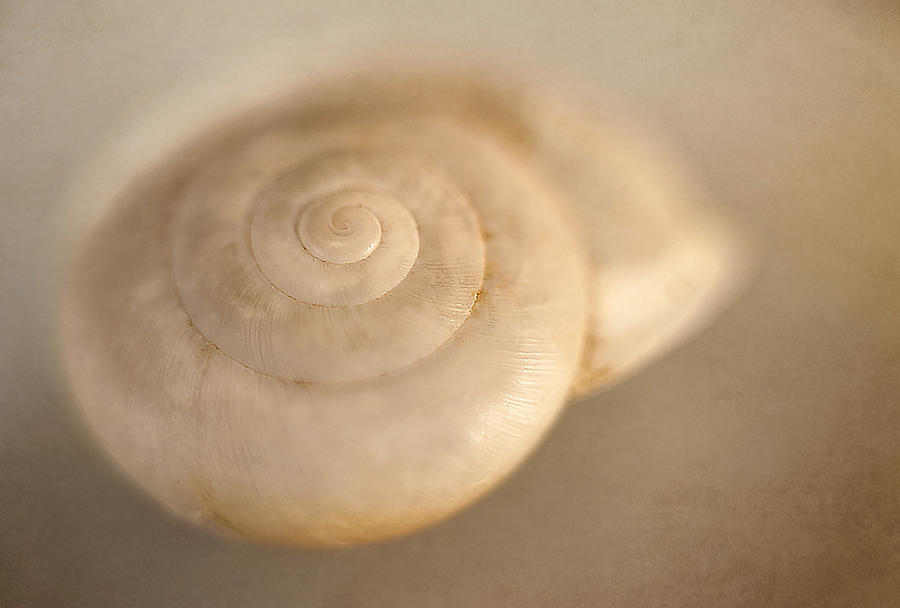 Shell Photograph - Spiral Shell 2 by Scott Norris