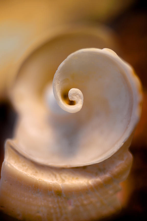 Spiral Shell Photograph by David Smith