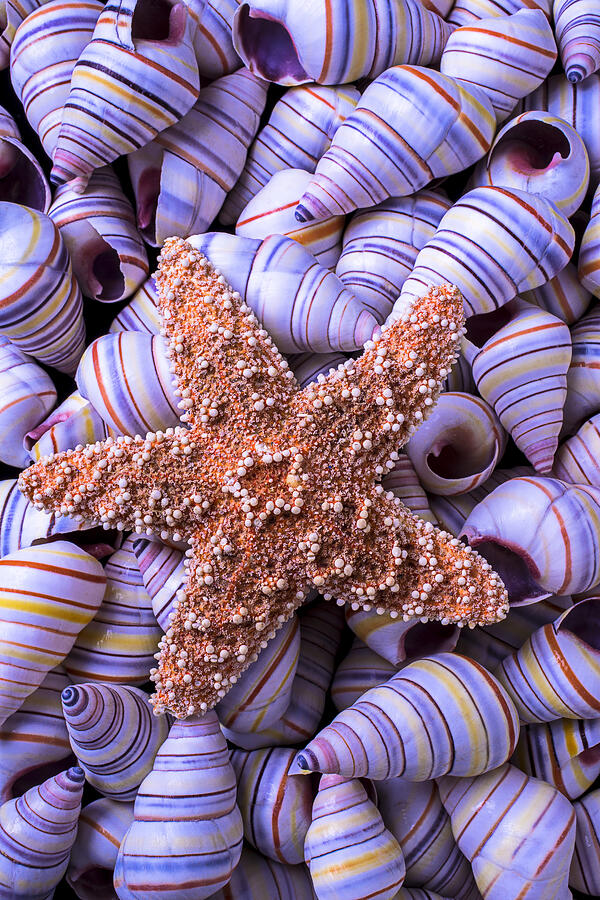 Spiral shells and starfish Photograph by Garry Gay