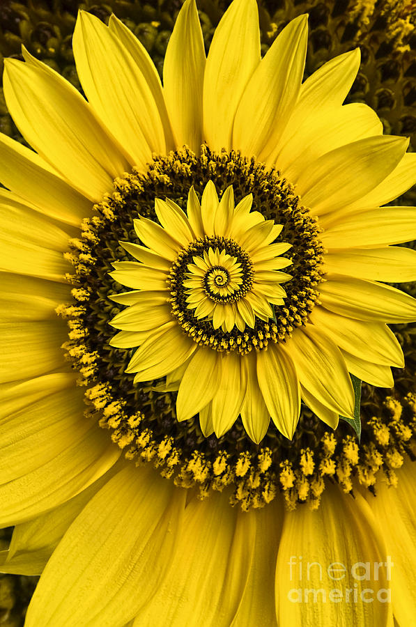 Nature Photograph - Spiral sunflower by Oscar Gutierrez