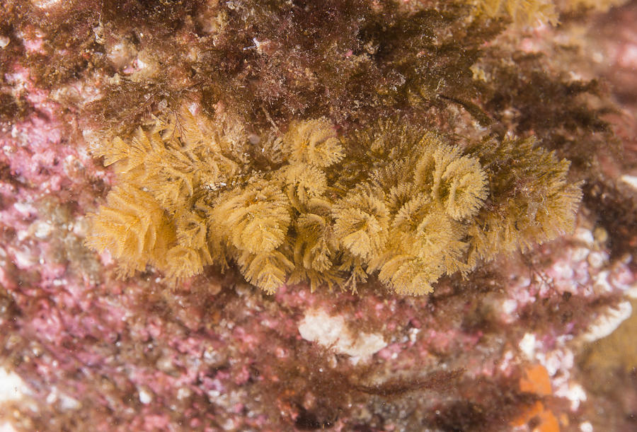 Spiral-tufted Bryozoan Photograph by Andrew J. Martinez