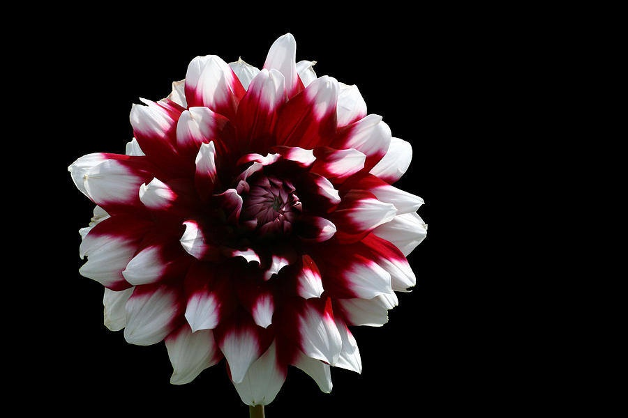 Flowers Still Life Photograph - Spirally by Doug Norkum