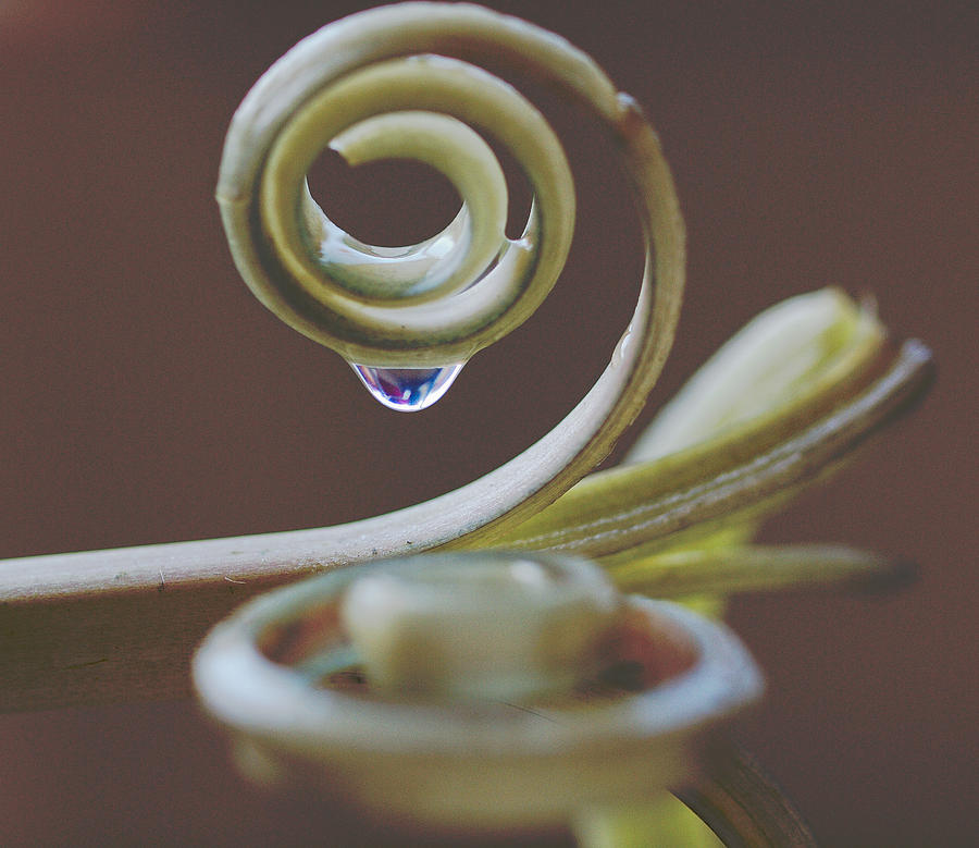Nature Photograph - Spirals by Annette Hugen