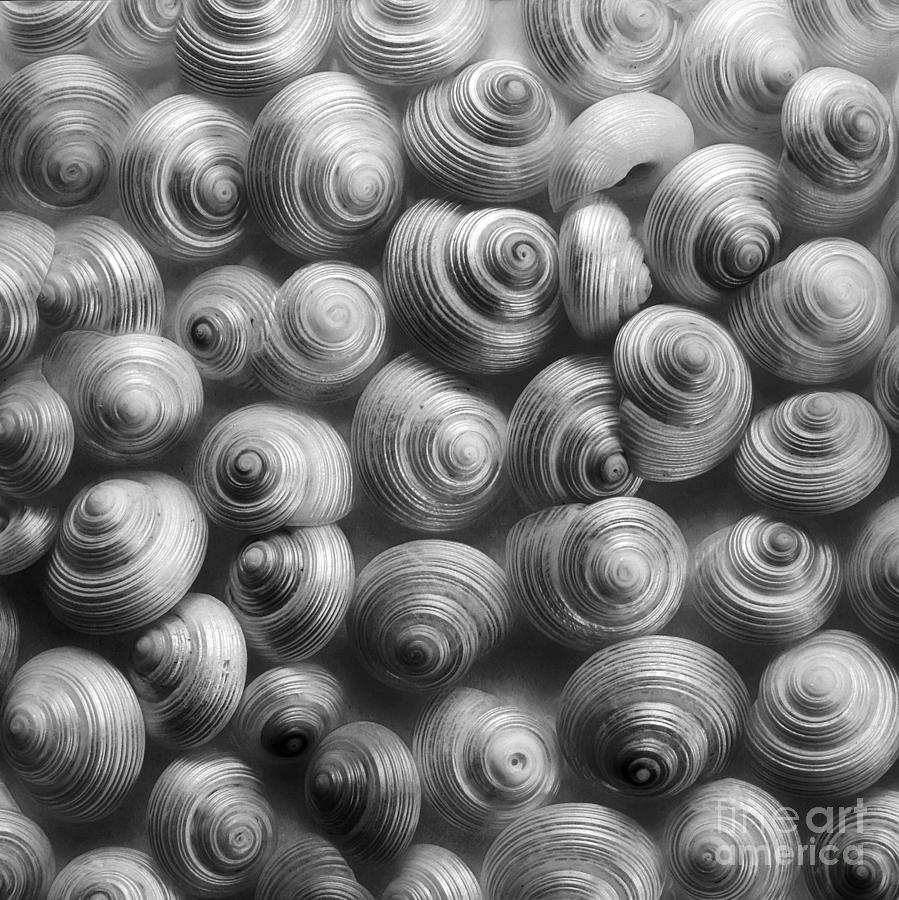 Shell Photograph - Spirals Black And White by Priska Wettstein