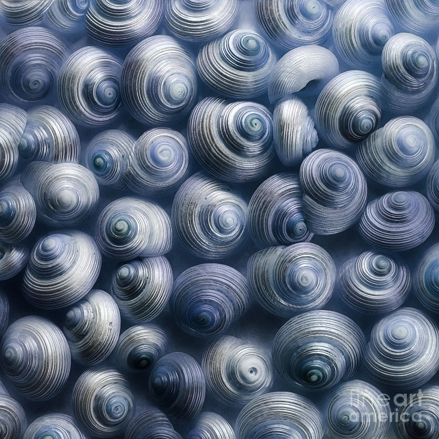 Shell Photograph - Spirals Blue by Priska Wettstein