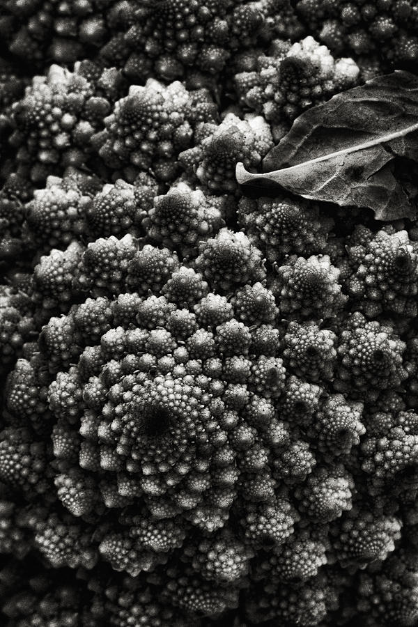 Spirals Within A Spiral Photograph by Robert Woodward
