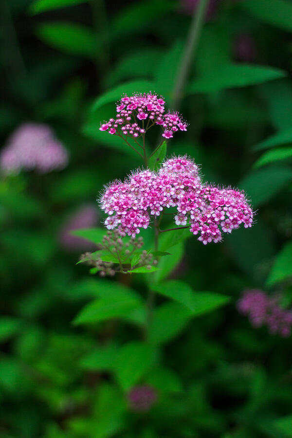 Spirea Flowers Photograph by Michael Russell