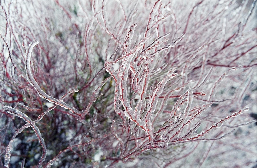 Nature Photograph - Spirea in ice by Patrick Kessler