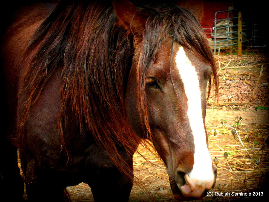 Spirit a Mustang Photograph by Rabiah Seminole