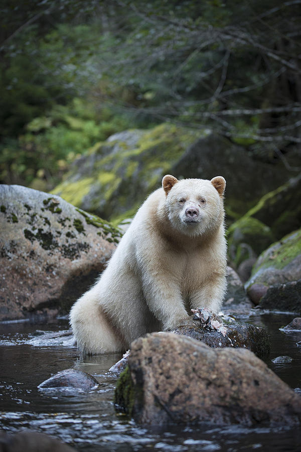Spirit Bear in Creek Photograph by Bill Cubitt