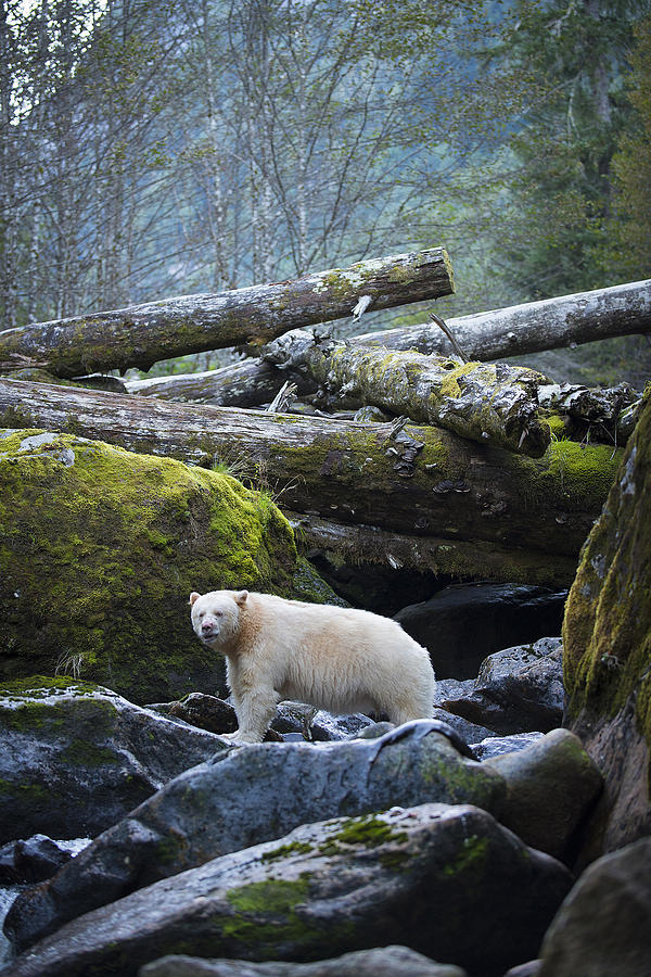 Spirit Bear on the Rocks Photograph by Bill Cubitt