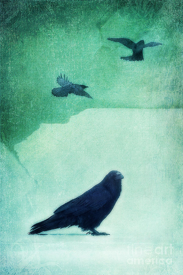 Raven Photograph - Spirit Bird by Priska Wettstein