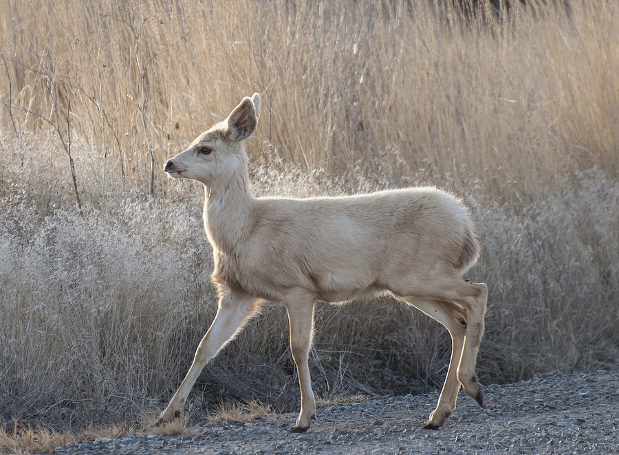Spirit Deer Photograph by Loree Johnson