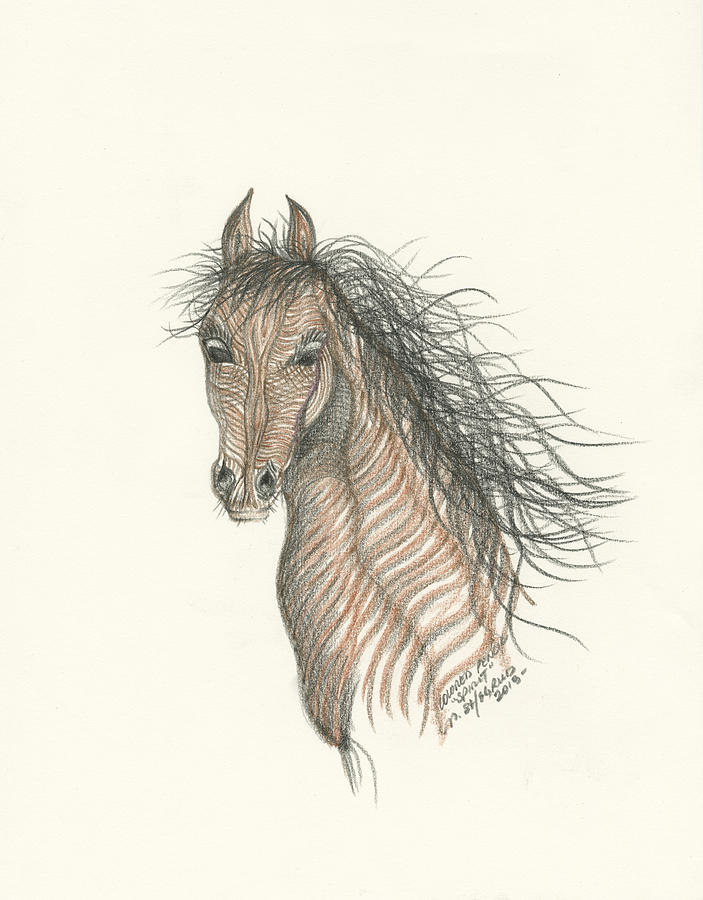 Horse Drawing - Spirit by Michael Shegrud