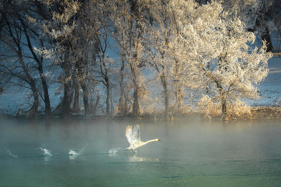 Spirit Of A Swan Photograph by C. Mei