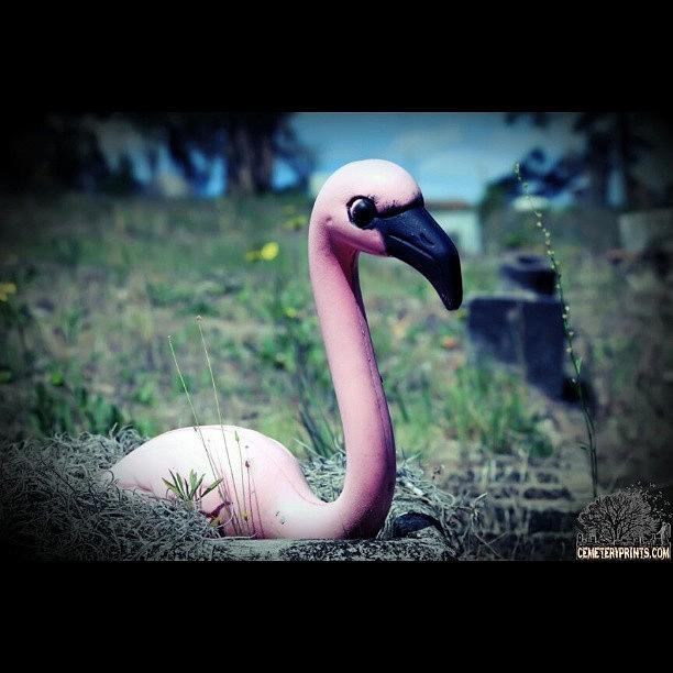 Flamingo Photograph - Spirit Of Alice /  #cemeteryprints by Sid Graves