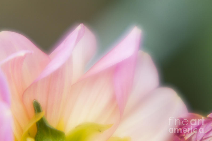 Flower Photograph - Spirit of flower by Tad Kanazaki Flower Photograph - Spirit of flower by Tad Kanazaki