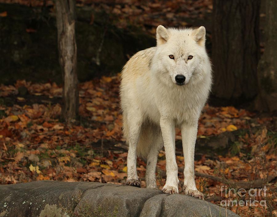 Wolves Photograph - Spirit of the forest by Heather King