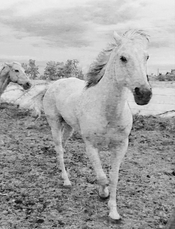 Spirit Running Free Photograph by Shannon Story Fine Art America Spirit Running Free Photograph by Shannon Story Fine Art America