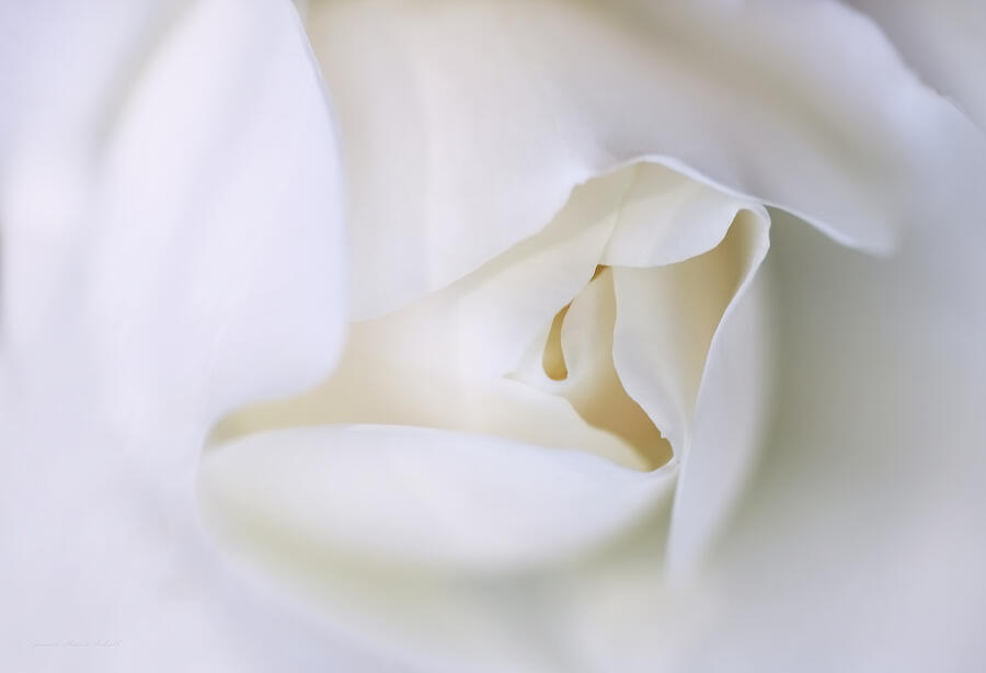 Spirit White Rose Flower Macro Photograph by Jennie Marie Schell