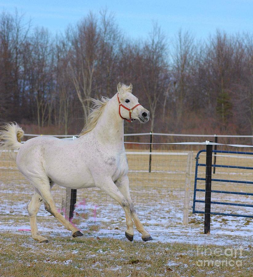 Spirited Horse Photograph