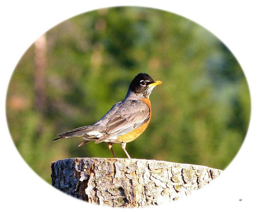 Spring Photograph - Spirited Robin by Will Borden