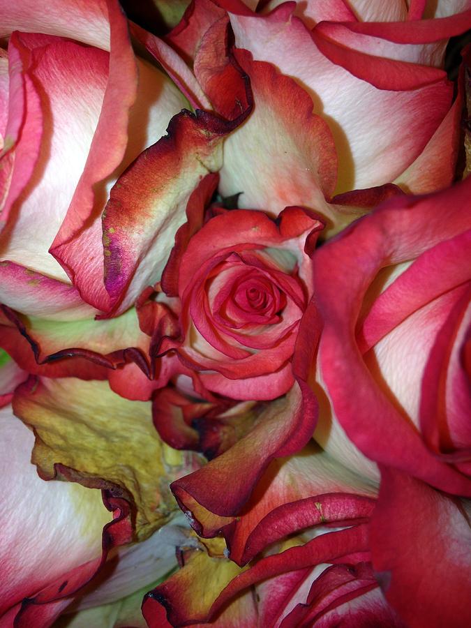 Rose Photograph - Spirited Rose  by Marian Lonzetta