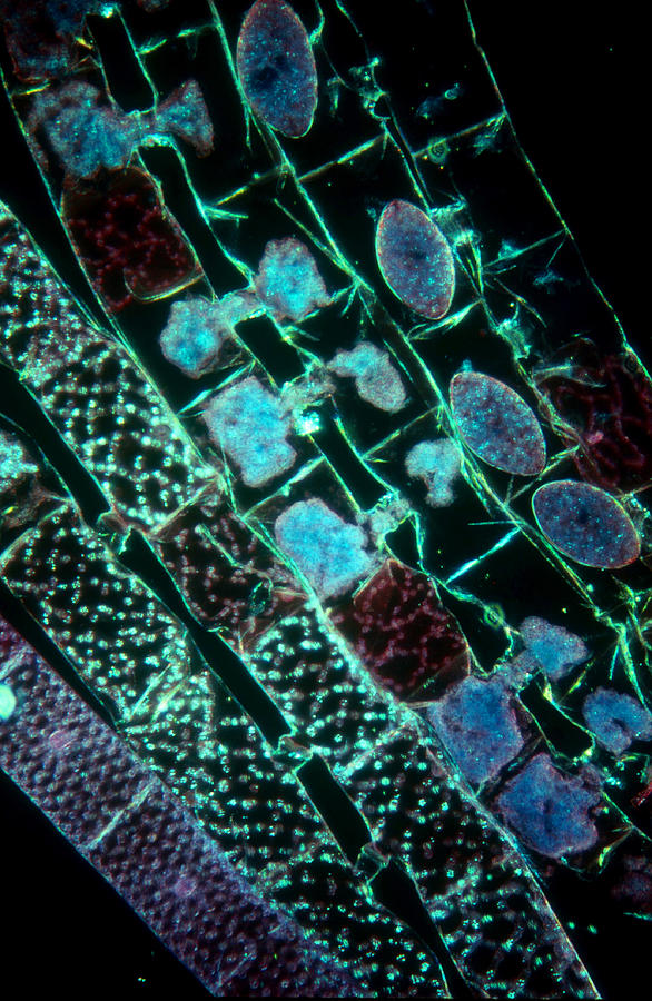 Spirogyra Reproduction Photograph by Gary Retherford