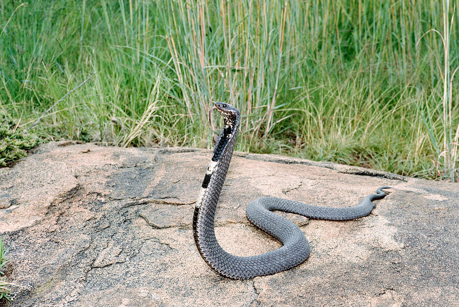 Spitting Cobra Hemachatus Haemachatus Photograph By Karl H