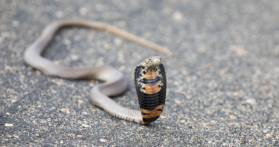 Spitting cobra (Naja mossambica) rearing up aggressively on a road to fight off danger Photograph by Alta Oosthuizen