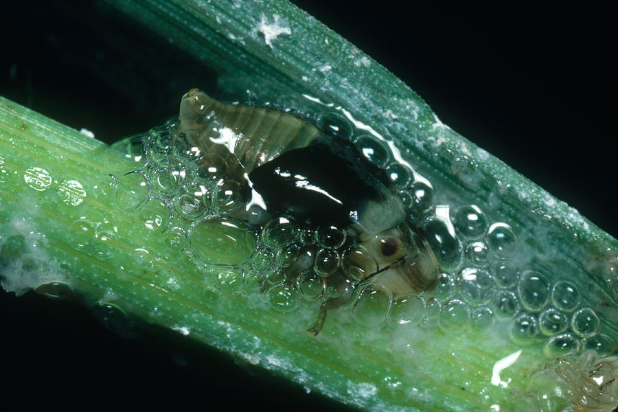 Spittlebug Making Spittle Photograph by Harry Rogers