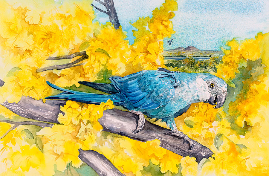 Macaw Painting - Spixs Macaw - A Dream of Home by Kitty Harvill