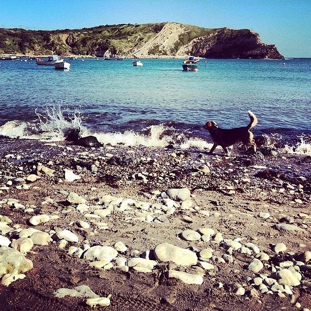 Dog Photograph - #splash And Then #woof! #lulworthcove by Robyn Chell