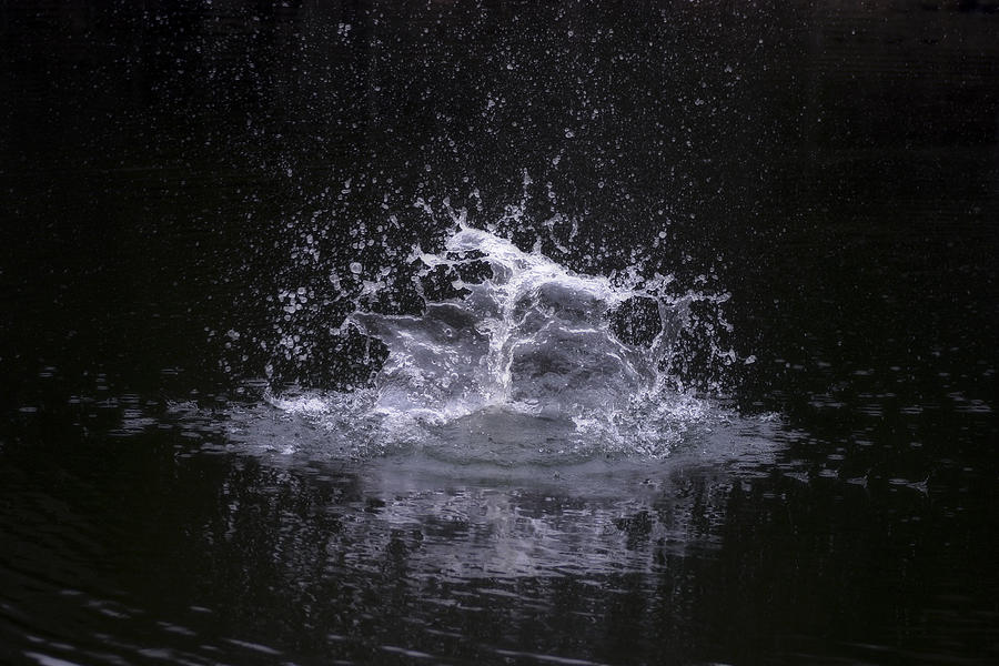 Table Rock Lake Photograph - Splash by CE Haynes