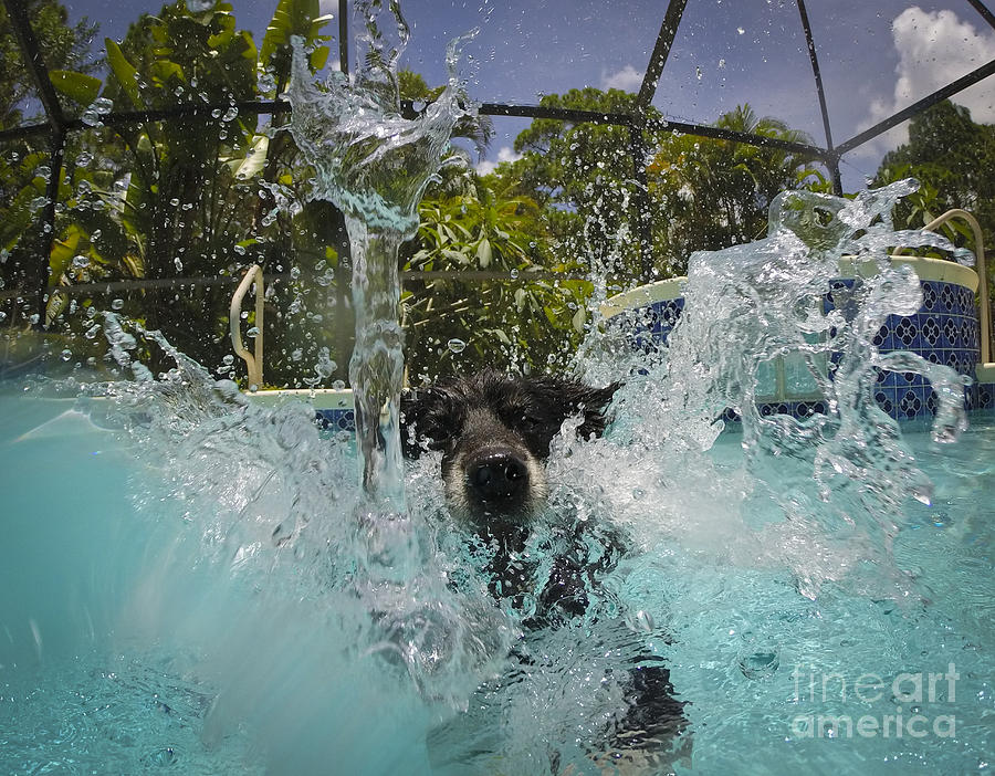 Splash down Photograph by Quinn Sedam