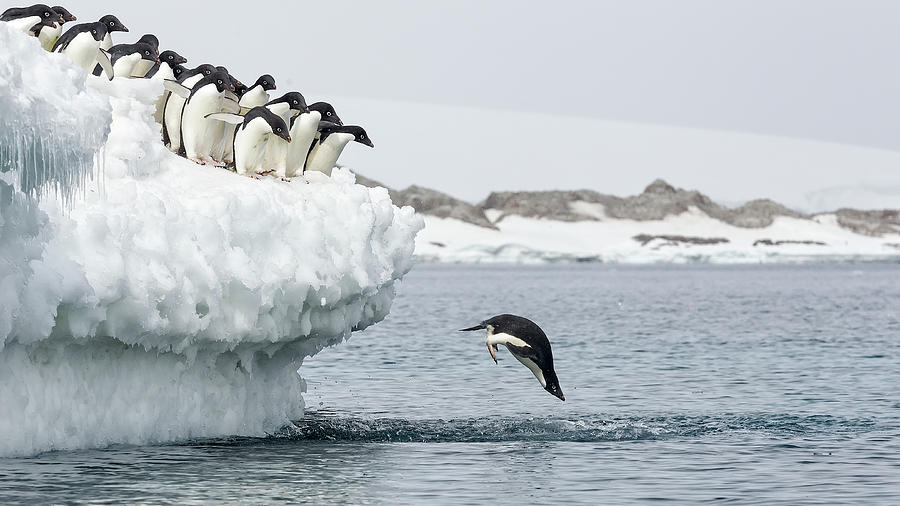 Penguin Photograph - Splash by Joan Gil Raga
