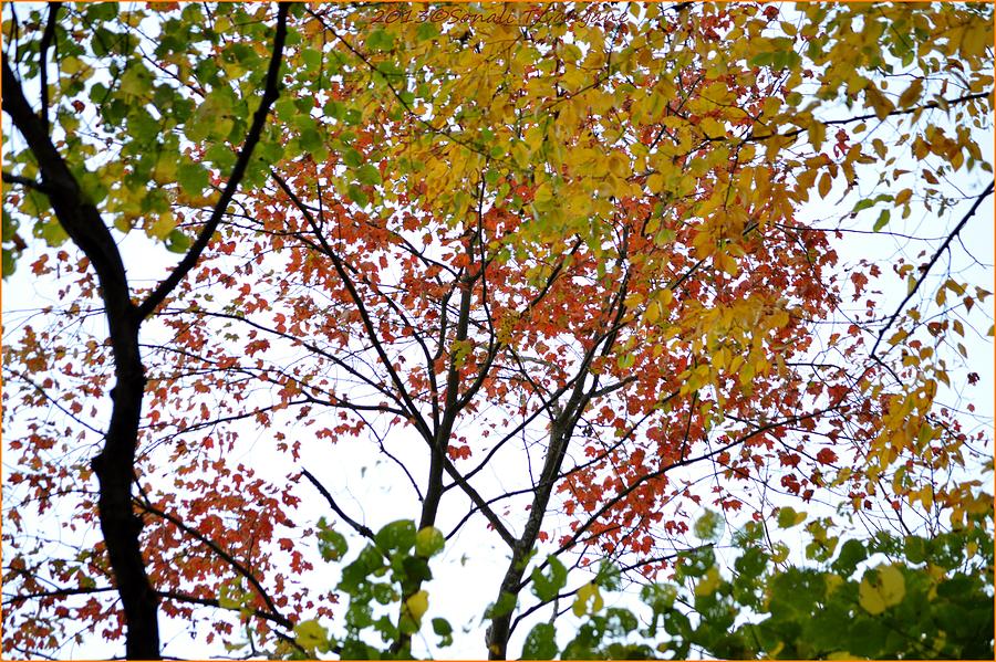 Splash of autumn colors Photograph by Sonali Gangane