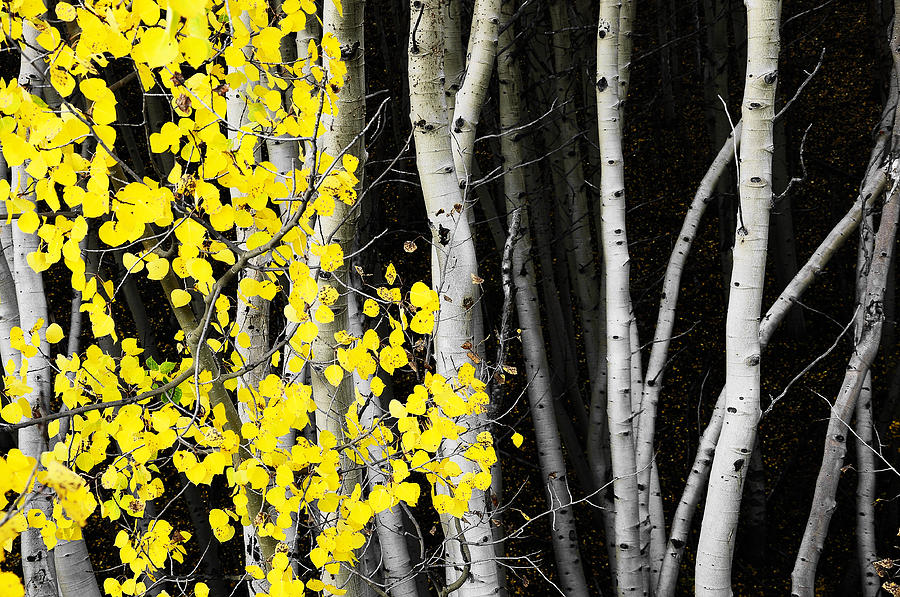 Tree Photograph - Splash of Gold by The Forests Edge Photography - Diane Sandoval