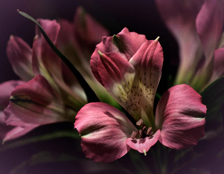 Flowers Still Life Photograph - Splash of Pink by Richard Cummings