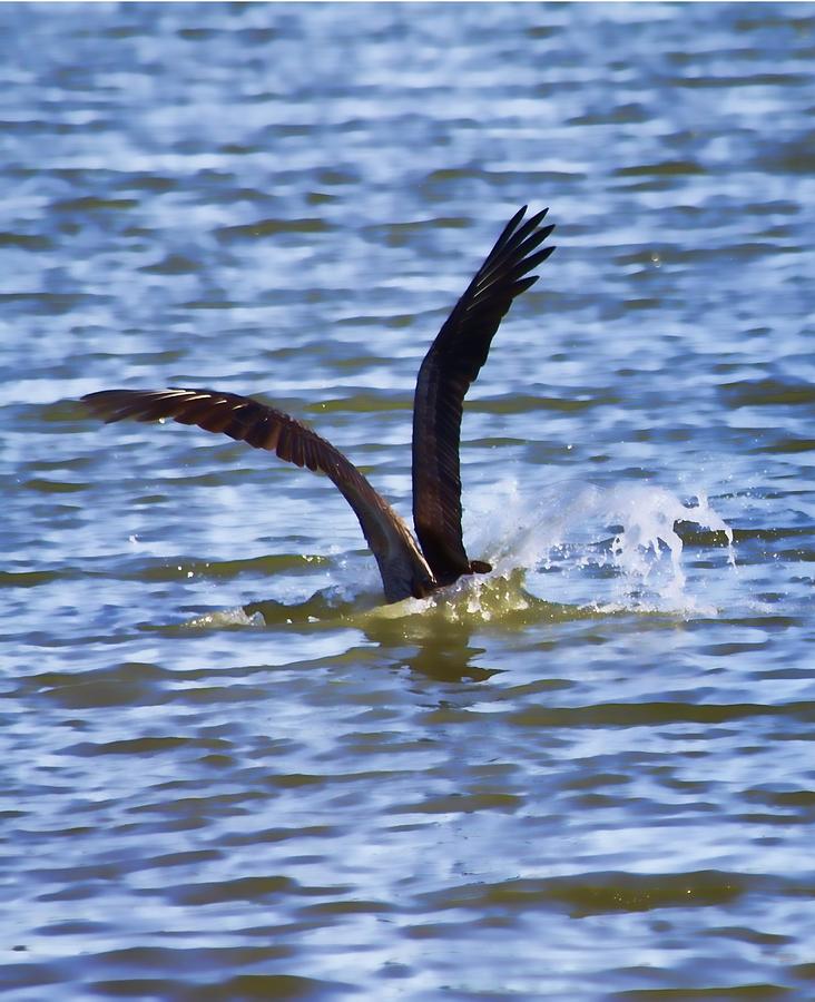 Pelican Photograph - Splashdown by Audreen Gieger