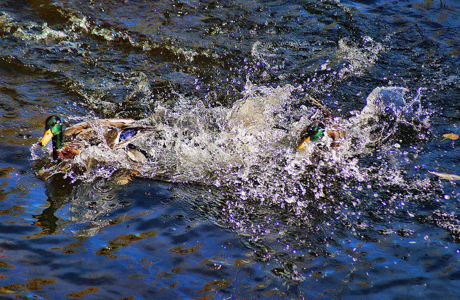 Splashdown Photograph