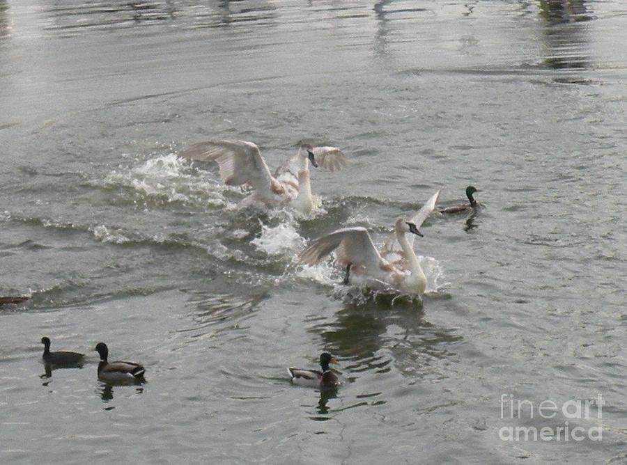 Nature Photograph - Splashes by Nancy Taylor Major