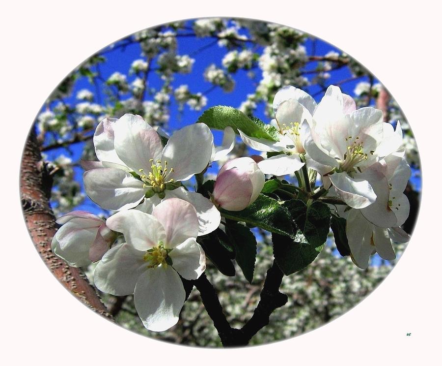 Splendid Apple Blossoms Photograph by Will Borden