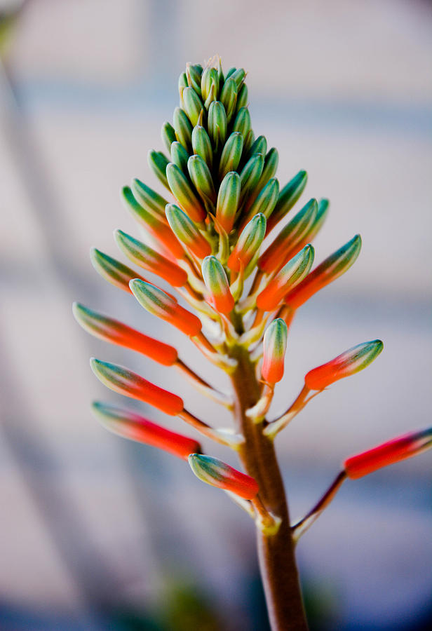 Splendid Colorful Aloe Vera Flower Photograph By Michael Moriarty