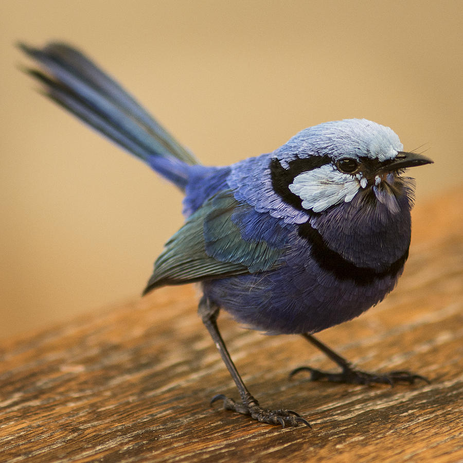 Bird Photograph - Splendid Fairywren by Michael Turns