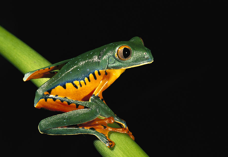 Splendid Leaf Frog Ecuador Photograph by Pete Oxford